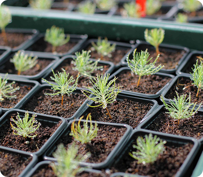 Bandejas de plantas en vivero