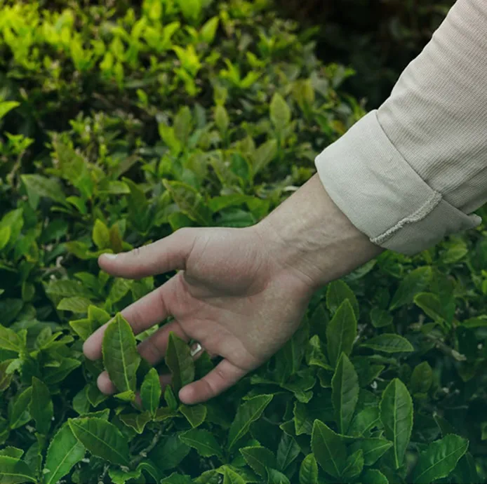 Mano hoja